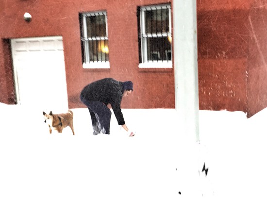 Hund Schnee Haufen