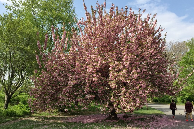 Kirschblüte im Central Park
