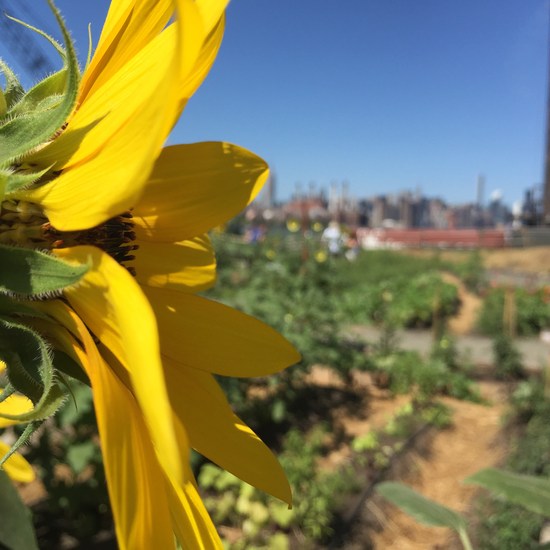 Urban Farm mit Sonnenblume
