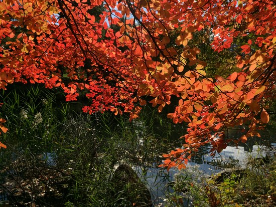 Ventral Park Pond Herbstlaub