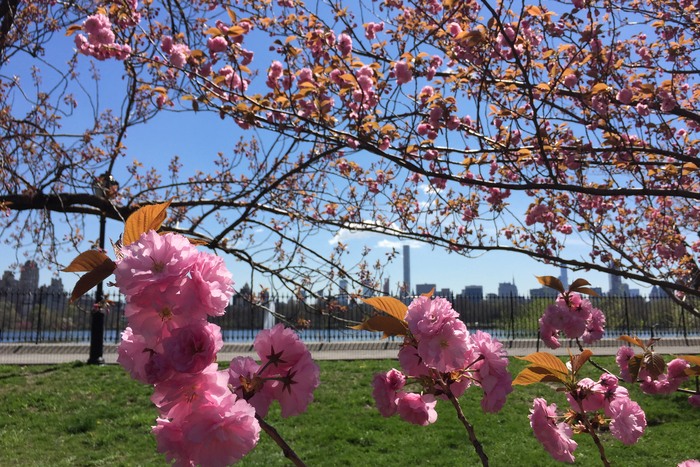 Kirschblüte in New York 2017