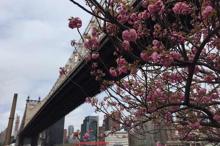 Kirschblüte in New York 2017