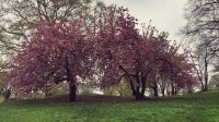 Kirschblüte New York 2017 Cherry Blossom