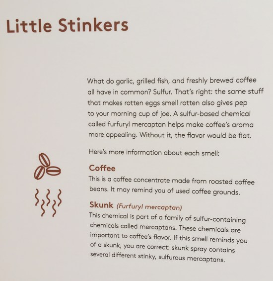 Geschmack Geruch Kaffee Stinktier
